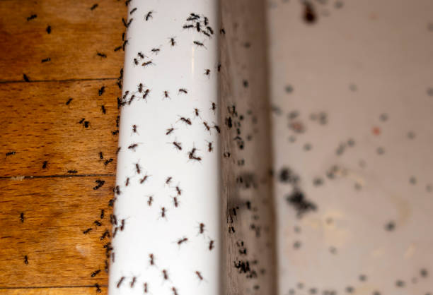 Wasp Removal Services in Canton, IL